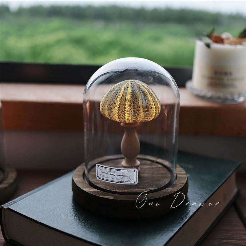 Sea Urchin Night lamp for gifting Green Colour